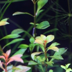 植栽から5日目